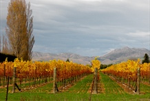 Marlborough Wine Region
